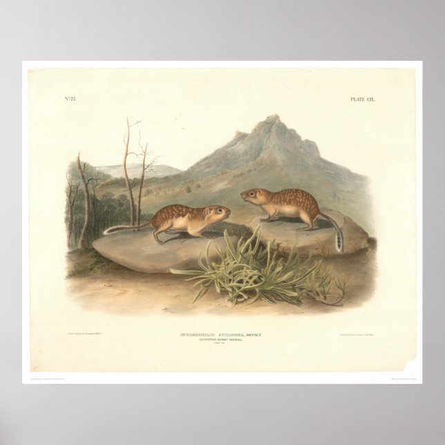 Kalifornien Marmots av Audubon (0184A) Poster (Framsidan)