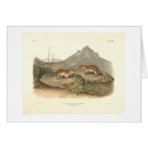 Kalifornien Marmots vid Audubon (0184A) Hälsningskort