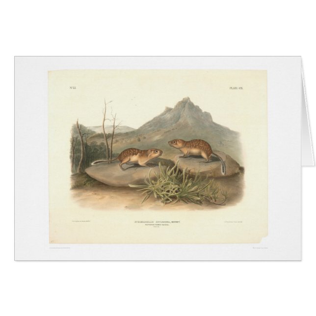 Kalifornien Marmots vid Audubon (0184A) Hälsningskort (Framsidan Horizontal)