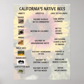 Kalifornien Native Bees Poster