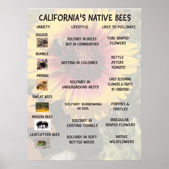 Kalifornien Native Bees Poster (Framsidan)