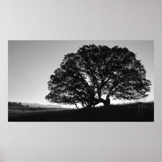 Kalifornien Oak Träd Sunrise Poster