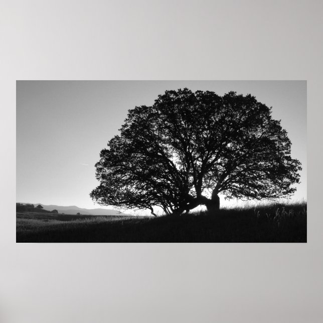 Kalifornien Oak Träd Sunrise Poster (Framsidan)