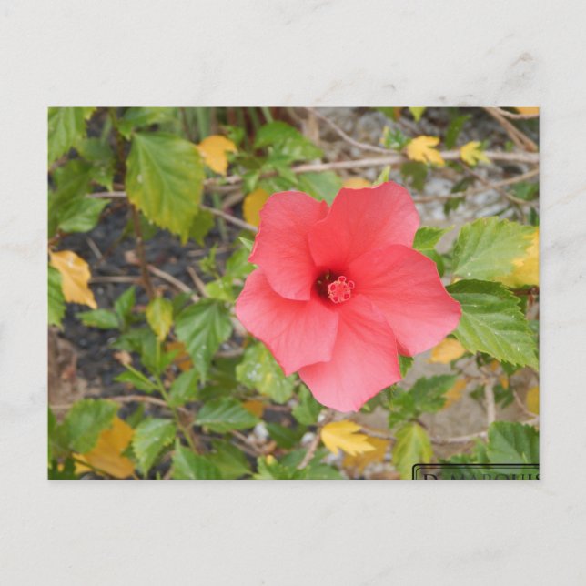 KALIFORNIEN ÖKENBLOMMA #1 VYKORT (Framsida)