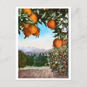 Kalifornien Orange Groves Vintage Blank Postcard Vykort