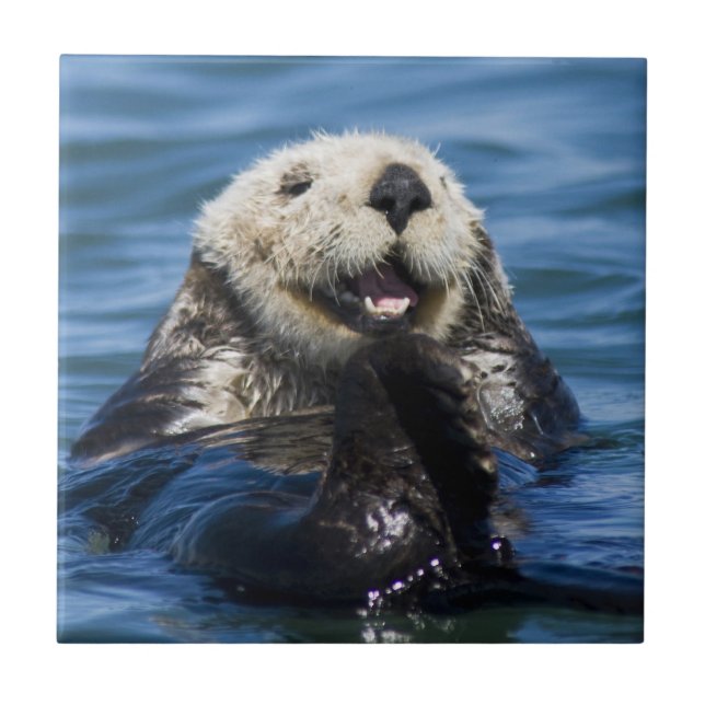 Kalifornien (Otter Enhydra lutris) Kakelplatta (Framsidan)