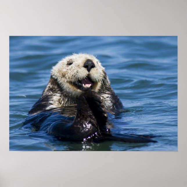 Kalifornien (Otter Enhydra lutris) Poster (Framsidan)