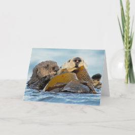 Kalifornien-ottrar i Morro Bay Kort