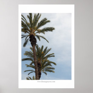 Kalifornien palmträd poster