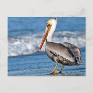 Kalifornien Pelican på Beach Vykort