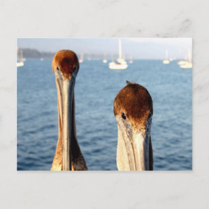 Kalifornien Pelicans Vykort