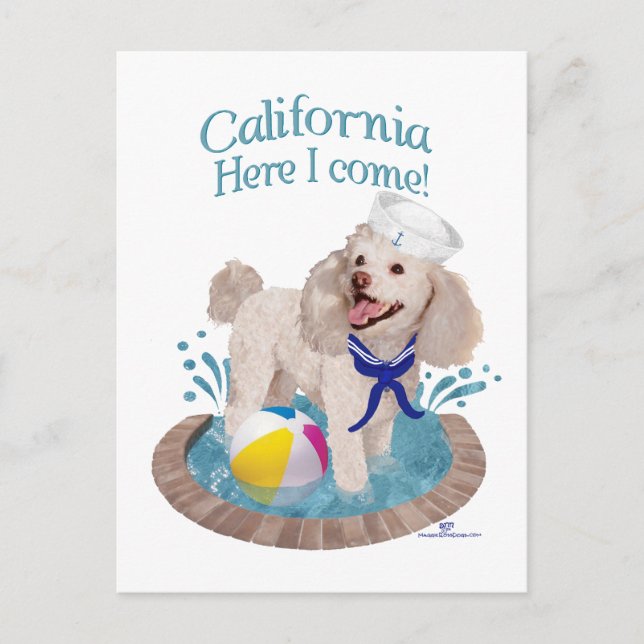 Kalifornien Poodle Vykort (Framsida)
