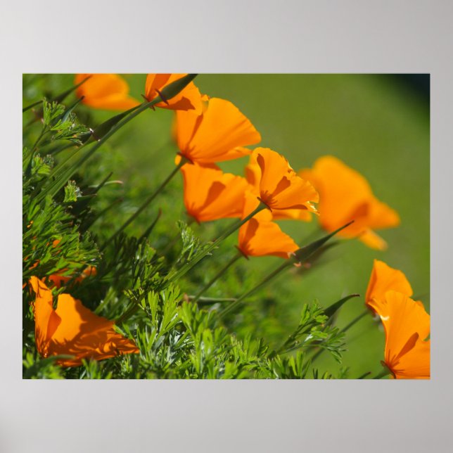 Kalifornien Poppies 2011 Skriv ut Poster (Framsidan)