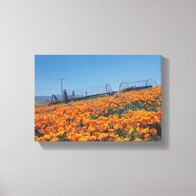 Kalifornien Poppies Canvastryck (Framsida)
