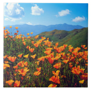 Kalifornien Poppies Covering a Hillside Kakelplatta