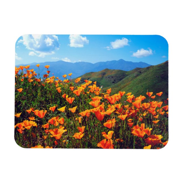 Kalifornien Poppies Covering a Hillside Magnet (Horisontell)
