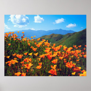 Kalifornien Poppies Covering a Hillside Poster