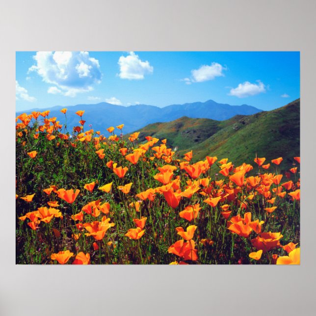Kalifornien Poppies Covering a Hillside Poster (Framsidan)