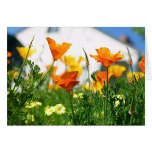 Kalifornien Poppies Hälsningskort