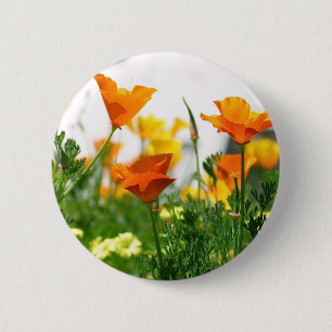 Kalifornien Poppies Knapp