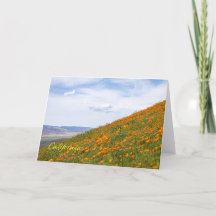 Kalifornien Poppies