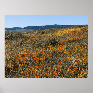 Kalifornien Poppies - liggande 2 Poster