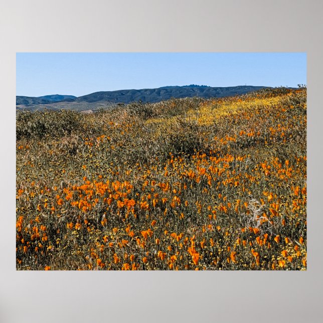 Kalifornien Poppies - liggande 2 Poster (Framsidan)