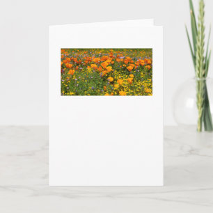 Kalifornien Poppies liggande gratulationskort Kort