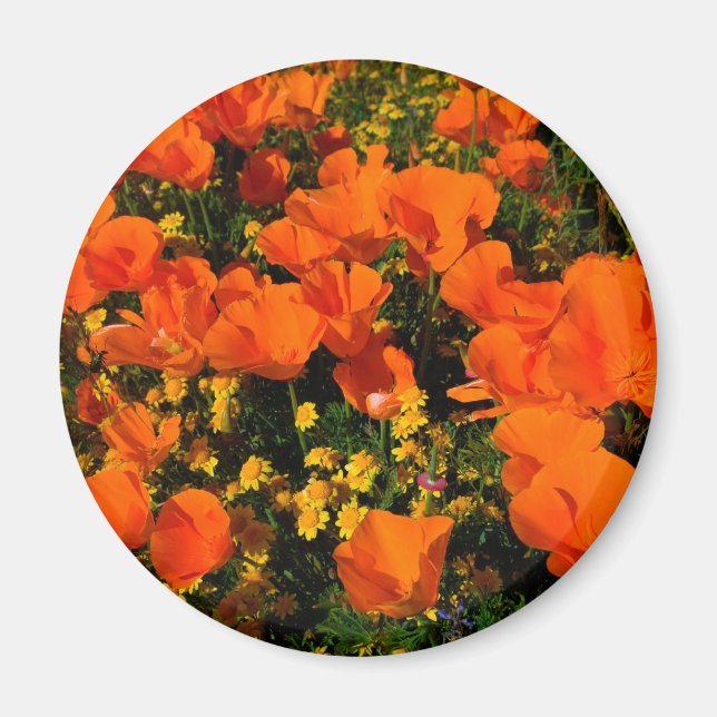 Kalifornien Poppies Magnet (Framsidan)