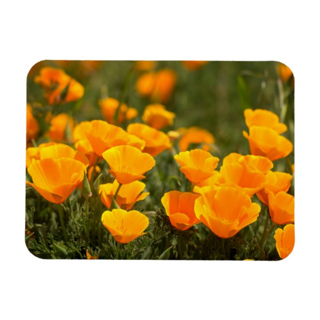 Kalifornien poppies, Montana de Oro State Park Magnet (Horisontell)