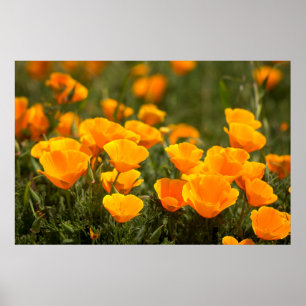 Kalifornien poppies, Montana de Oro State Park Poster