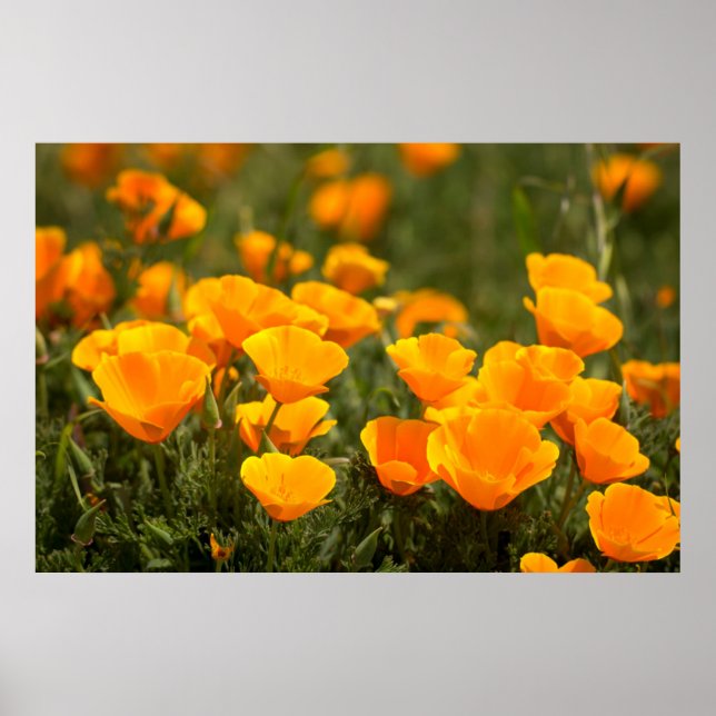 Kalifornien poppies, Montana de Oro State Park Poster (Framsidan)