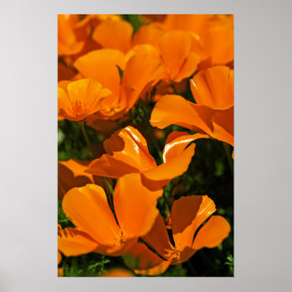 Kalifornien Poppies Poster