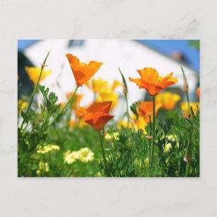 Kalifornien Poppies Vykort