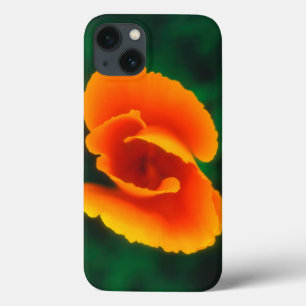 Kalifornien Poppy