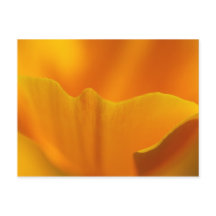 Kalifornien Poppy Close-Up...