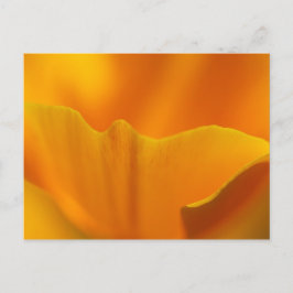 Kalifornien Poppy Close-Up... Vykort