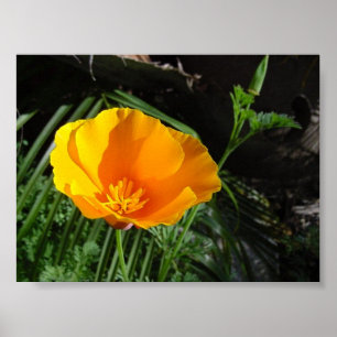 Kalifornien Poppy (Escholzia Kalifornien) Poster