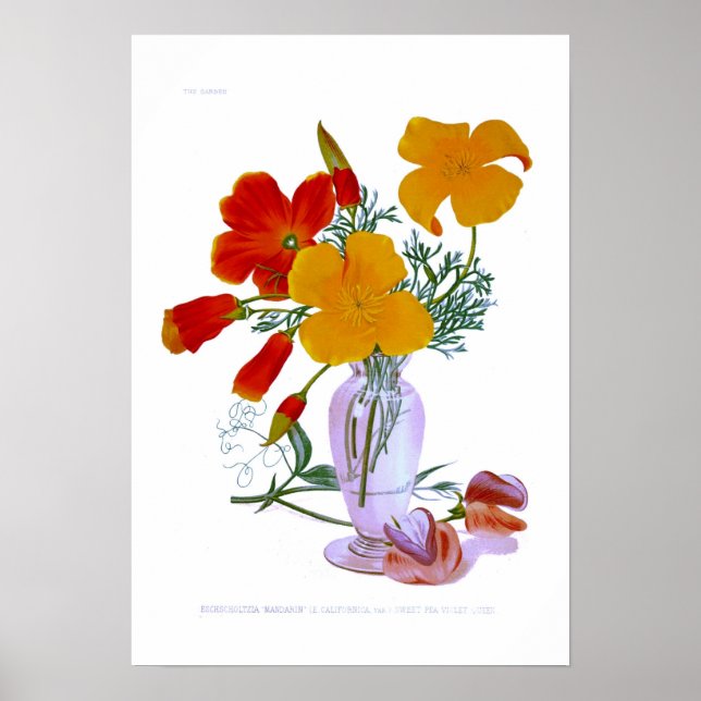 Kalifornien poppy (Eschscholzia californica) Poster (Framsidan)