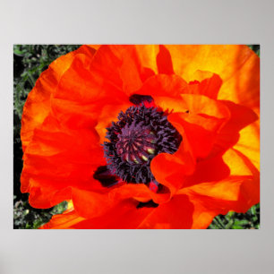 Kalifornien Poppy Poster