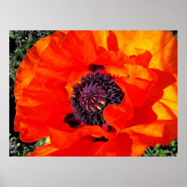 Kalifornien Poppy Poster (Framsidan)