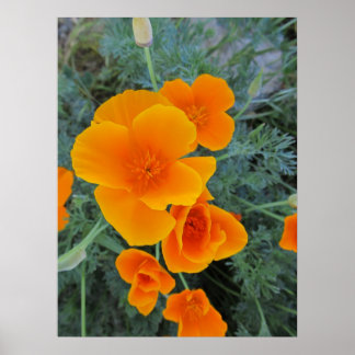 Kalifornien Poppy State Flower Poster