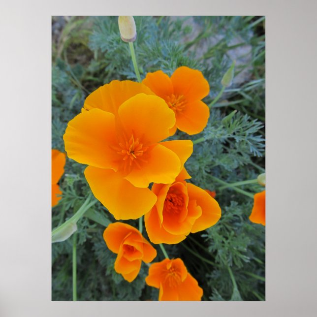 Kalifornien Poppy State Flower Poster (Framsidan)