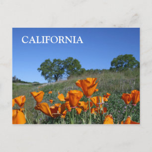 Kalifornien Poppy, vykort
