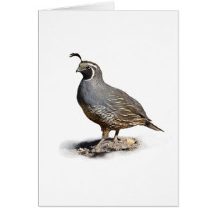 KALIFORNIEN QUAIL HÄLSNINGSKORT