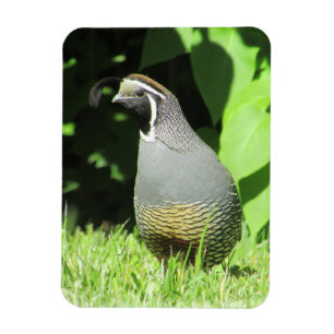 Kalifornien Quail i Sunshine Magnet