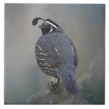 Kalifornien Quail