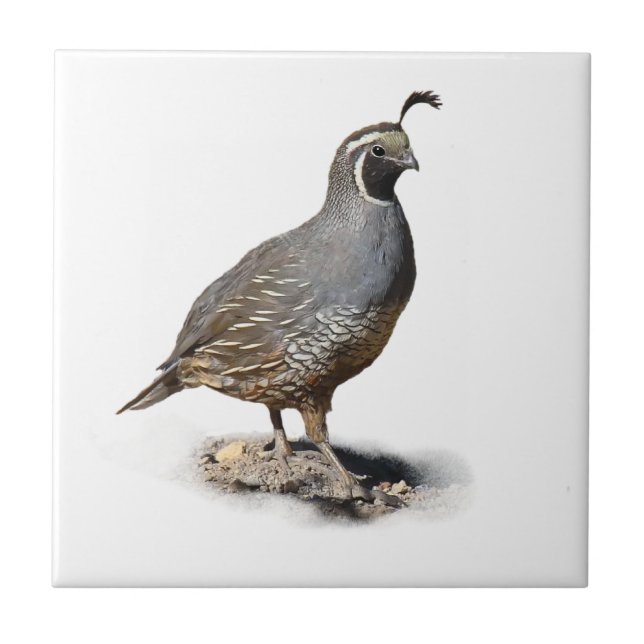 KALIFORNIEN QUAIL KAKELPLATTA (Framsidan)