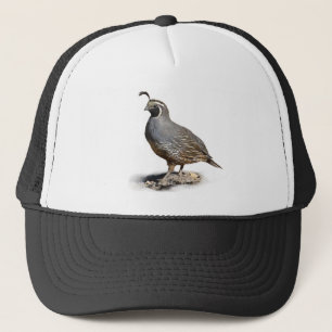 KALIFORNIEN QUAIL KEPS