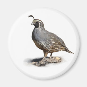 KALIFORNIEN QUAIL MAGNET
